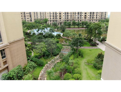 岳阳园林绿化草坪批发市场