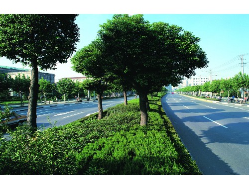 塔城城市绿化项目建设招标